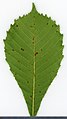 * Nomination Aesculus. Leaf abaxial side. --Knopik-som 23:43, 25 September 2021 (UTC) * Promotion  Support Good quality. --Steindy 00:07, 26 September 2021 (UTC)