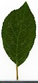 * Nomination Prunus spinosa. Leaf adaxial side. --Knopik-som 00:07, 20 October 2021 (UTC) * Promotion  Support Good quality. --Steindy 00:36, 20 October 2021 (UTC)