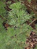 20210605 Hortus botanicus - Artemisia abrotanum.jpg