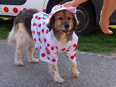 Même le chien s'y mets...