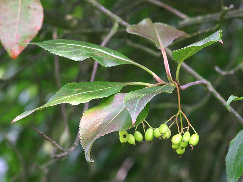 File:2249-Viburnum lentago-DZ-8.12.JPG