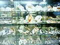"Musée de l'Amiral" à Penhors : vitrine de coquillages exotiques