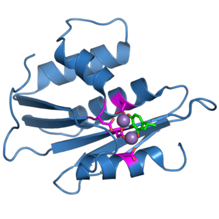 <span class="mw-page-title-main">Retroviral ribonuclease H</span>