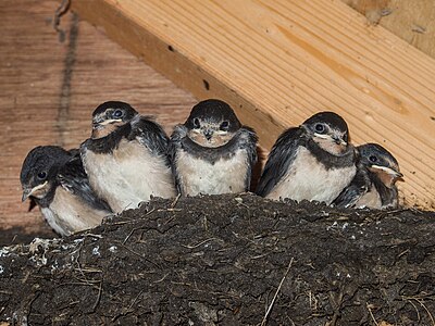 5 young barn swallows sitting in a nest that was build in a birdwatchers shed.