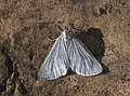 Grey Carpet moth