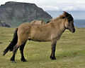 Hallakkovärien uskotaan olevan hevosen alkuperäisin väritys. Kuvassa hiirakko eli ”mustanhallakko” islanninhevonen.