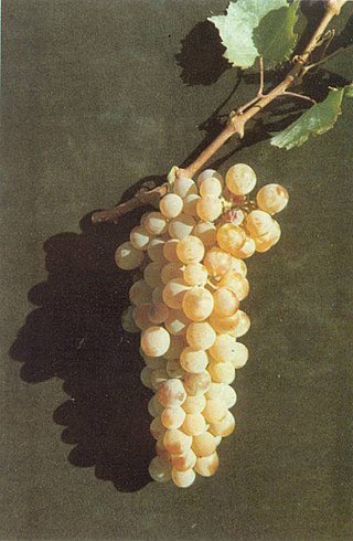 <span class="mw-page-title-main">Assyrtiko</span> Variety of grape