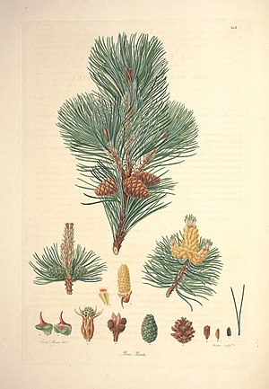 A description of the genus Pinus (Tab. II) (7797045886).jpg