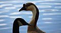 A goose who was wary of Hershey - panoramio.jpg