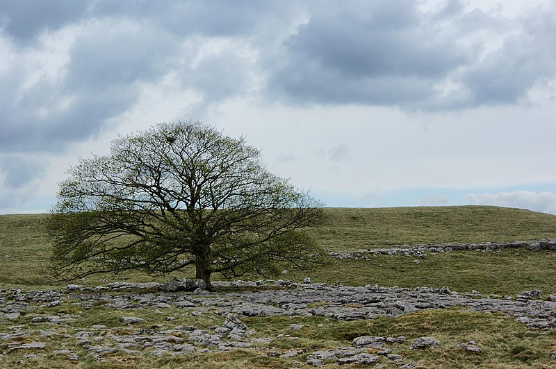 File:A handsome tree - geograph.org.uk - 1846279.jpg