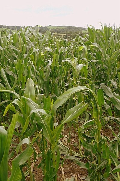 File:A maize maze - geograph.org.uk - 930159.jpg