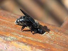 Une abeille charpentière en train de creuser une rambarde.