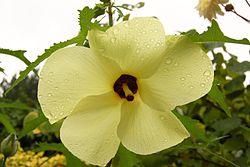 Abelmoschus manihot Flower 3000px.jpg
