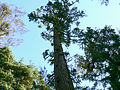 Miniatura para Cunninghamia lanceolata