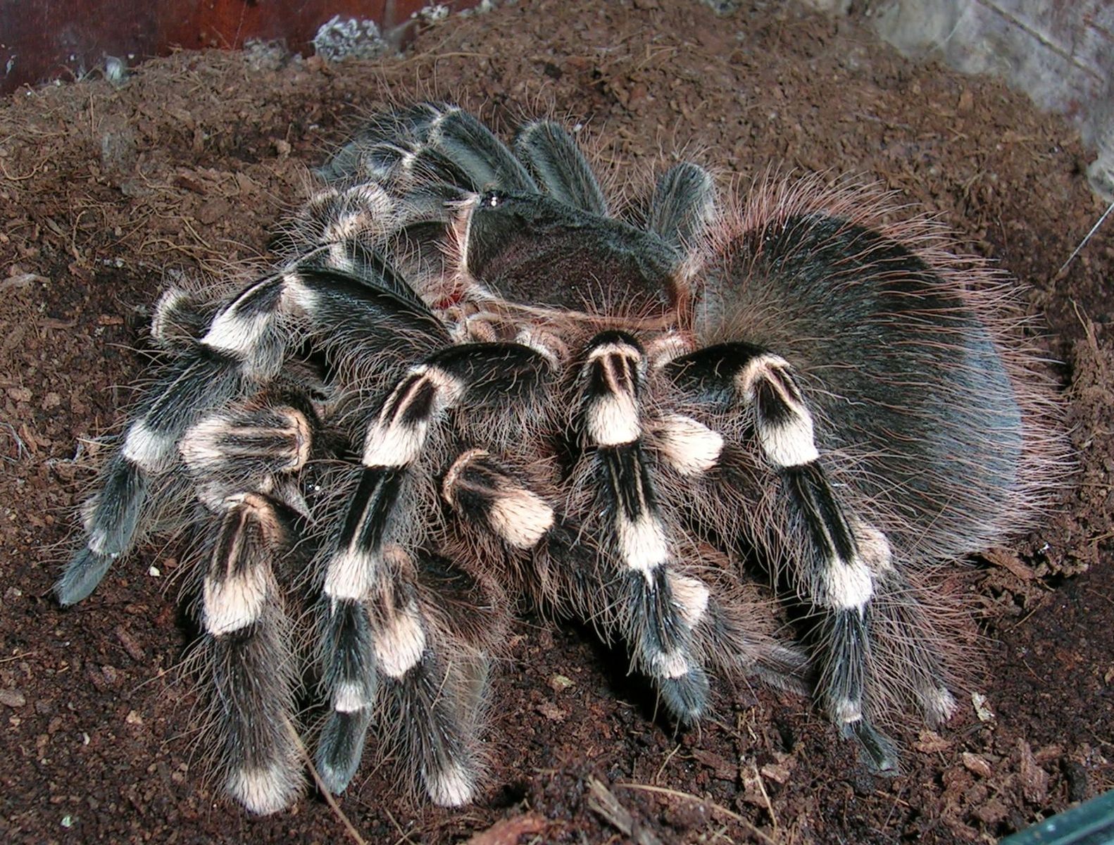 Acanthoscurria geniculata фото