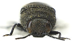 Acmaeodera bipunctata front.jpg