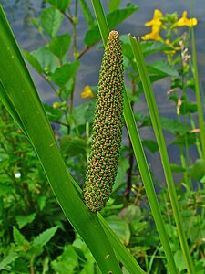 Acorus calamus Inflorescence