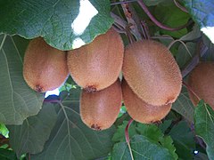 Kiwifruit on the vine