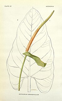 Addisonia (PLATE 27) (8575347058).jpg