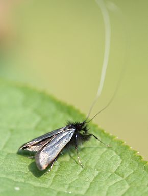 Popis tohoto obrázku, také komentován níže