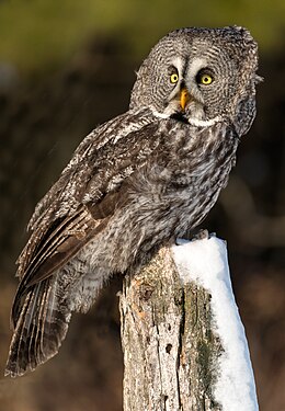 Laplandinė pelėda (Strix nebulosa)