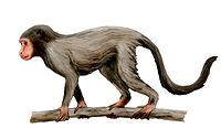 Timeline of human evolution - Wikipedia