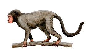 Aegyptopithecus zeuxis