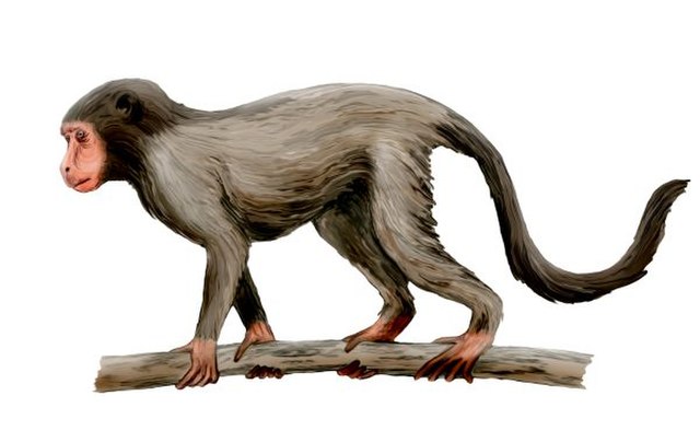 artist's rendition of Aegyptopithecus zeuxis