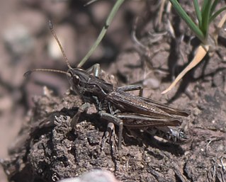 <i>Aeropedellus clavatus</i> species of insect