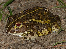 Afrikanischer Ochsenfrosch (Pyxicephalus edulis) juvenile (12618902215) .jpg