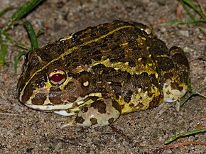 Kuvaus afrikkalaisesta Bullfrog (Pyxicephalus edulis) -nuoresta (12618902215) .jpg -kuvasta.