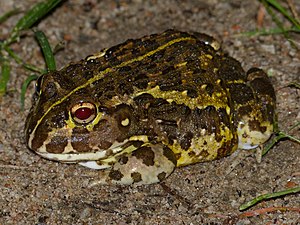 African Bullfrog (Pyxicephalus edulis) juvenile (12618902215).jpg
