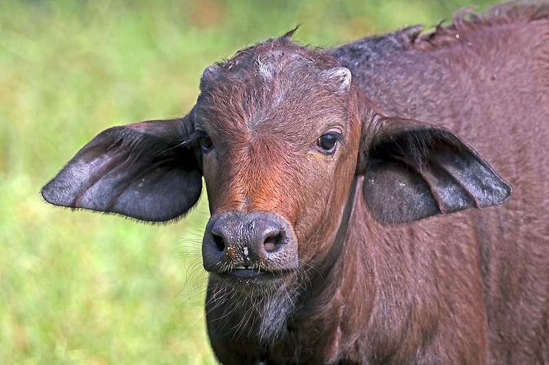 File:African buffalo (Syncerus caffer caffer) juvenile head.jpg