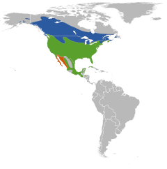 Distribuição de A. phoeniceus   Reprodução   Invernante   Residente