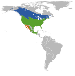 Range of A. phoeniceus     Місця гніздування     Місця зимування     Перебуває цілий рік