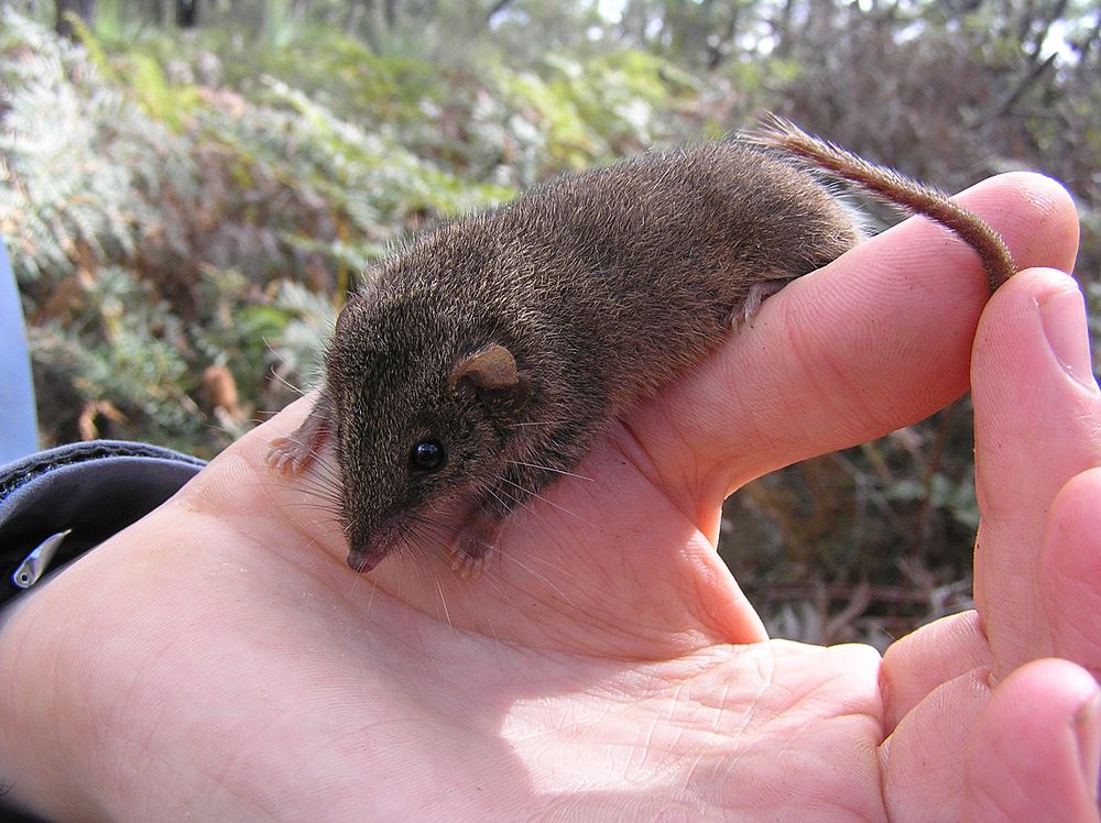 The average litter size of a Agile antechinus is 10