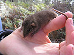 Thumbnail for Agile antechinus