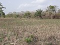 Agriculture in inland valleys in Togo - panoramio (20).jpg