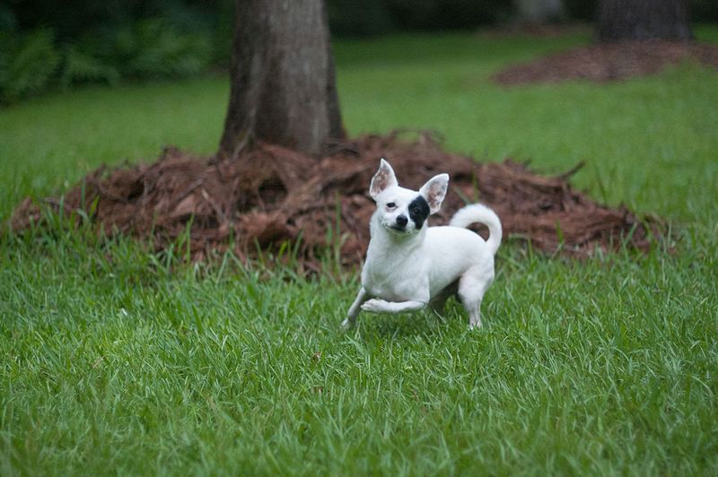 File:Alert chihuahua.jpg