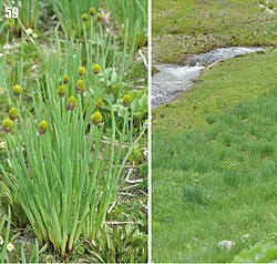 Allium fedtschenkoanum.jpg