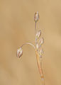 Allium kollmannianum 1.jpg