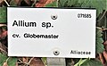 Allium sp. cv. Globemaster.jpg