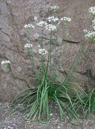 <i>Allium tuberosum</i> Species of onion native to southwestern parts of the Chinese province of Shanxi