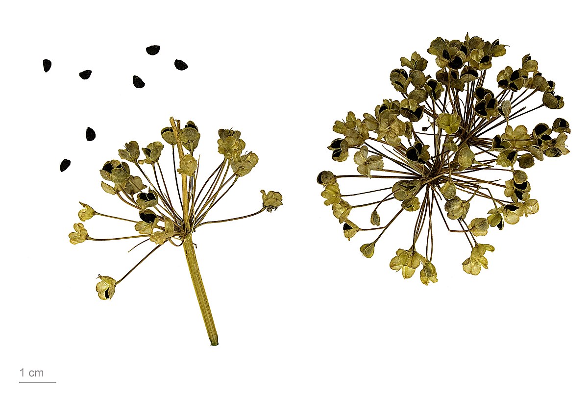 Allium tuberosum MHNT.BOT.2013.22.61.jpg