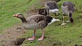 * Nomination Greylag Goose at the river Alster, Hamburg, Germany. --Leibnitz2610 04:57, 4 August 2012 (UTC) Could you lighten it a bit up? Poco a poco 09:14, 4 August 2012 (UTC) OK, many thanks. I have uploaded a new version. Better?--Leibnitz2610 09:43, 4 August 2012 (UTC) * Promotion Ok Poco a poco 10:10, 4 August 2012 (UTC)