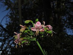 Description de l'image Alstroemeria revoluta imported from iNaturalist photo 128106564 on 10 October 2023.jpg.