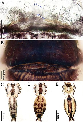 Descripción de la imagen Althepus sepakuensis (10.3897-zookeys.776.24432) Figura 15.jpg.