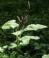 Amaranthus viridis