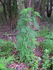 Cours 21 : Ambrosia artemisiifolia 220px-Ambrosia_artemisiifolia_plant7_%2811741895306%29