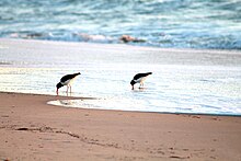 American Oystercatchers on the beach in Ocean City Maryland